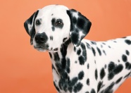 黑白斑点狗狗图片