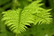 嫩绿蕨类植物摄影图片