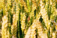 小麦麦穗近景图片