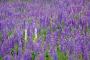 紫色羽扇豆花图片