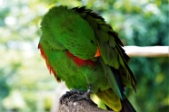 绿鹦鹉整理羽毛图片