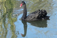 湖面黑天鹅游泳图片