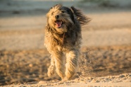 沙滩上奔跑的小狗图片