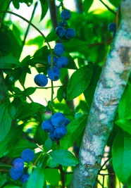 树枝上蓝莓图片