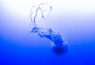 蓝色深海软体水母图片