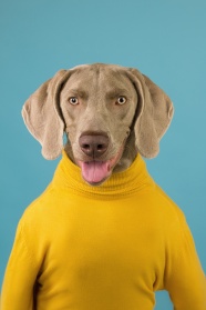 穿着黄色衣服的狗狗图片