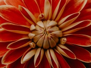 微距橙色菊花图片