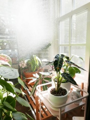 阳光照射下的盆栽图片