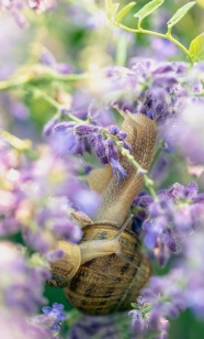 紫色花穗蜗牛图片