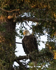 站在树杈上的秃鹰图片