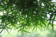 翠绿色竹叶图片