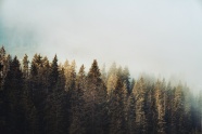清晨树林雾气风景图片