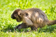 灵长类猿猴图片