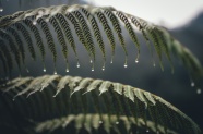 雨后绿色蕨类植物图片