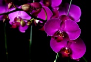 蝴蝶兰紫色花朵图片
