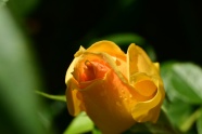 黄色玫瑰花苞图片