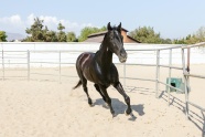 一匹黑色马在牧场内疾驰奔跑图片