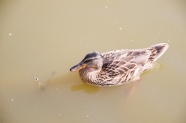 一只棕色鸭子在水上游图片