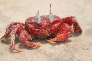 一只螃蟹在沙滩上爬行图片