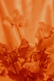 微距橙色植物花朵图片