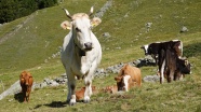 高原牧场奶牛图片