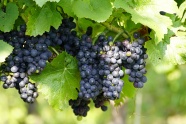 葡萄园成熟黑色葡萄串图片