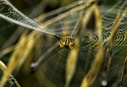 清晨蜘蛛网上的蜘蛛图片