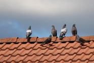 屋顶上的鸽子图片