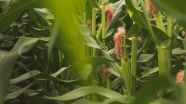 庄稼地玉米图片