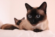 暹罗猫宠物猫图片