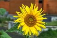 黄色向日葵花朵开花图片