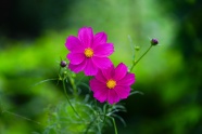 灿烂粉红色小花朵图片