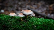 伞状小蘑菇朵图片