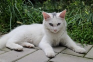 白色基蒂猫图片