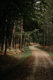 秋季树林小路风景图片