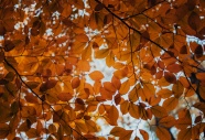 深秋树叶图片