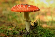 鹅肝菌毒蘑菇图片