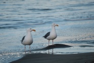 海岸上两只海鸥图片