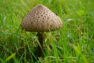 草地白色毒蘑菇图片