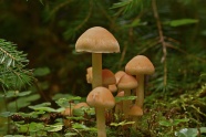 森林漂亮小蘑菇图片