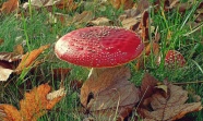 秋季草地红蘑菇图片