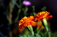 金盏菊花摄影图片