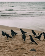 海滩上的乌鸦图片