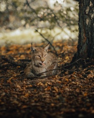 大型猫科动物猞猁图片