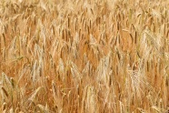 小麦农作物成熟图片