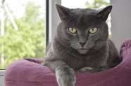 灰色宠物猫呆萌图片