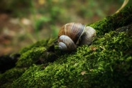绿草地蜗牛爬行图片
