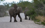 马路上的大象图片