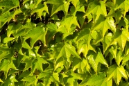 夏天绿色爬山虎叶子图片