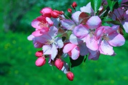 春天苹果花盛开图片